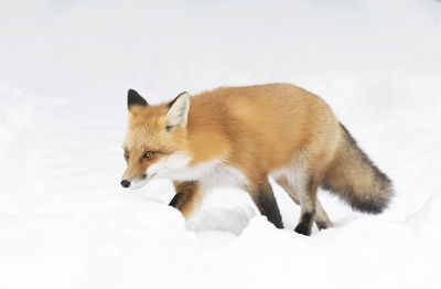 Side view of cat on snow against white background