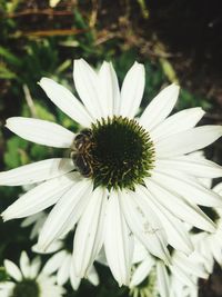 Close-up of bee on white flower