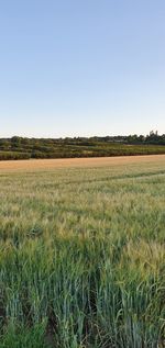 Scenic view of agricultural field against clear sky