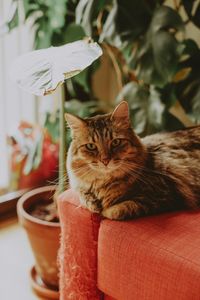 Portrait of cat by potted plant