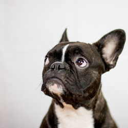 Close-up of dog against white background