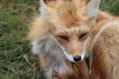 Close-up of a dog