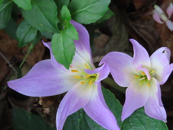 Close-up of purple flowering plant