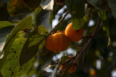 Close-up of orange fruits on tree