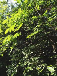 Low angle view of trees in forest