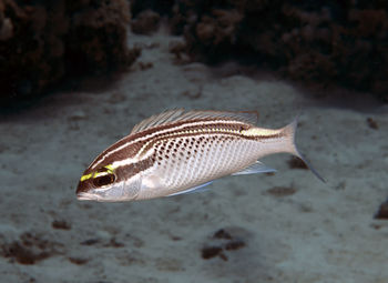 An arabian threadfin bream - scolopsis ghanam - in the red sea