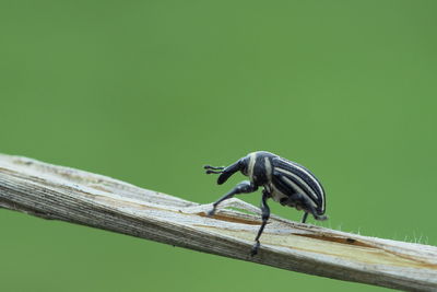 Close-up of weevil perching on wood