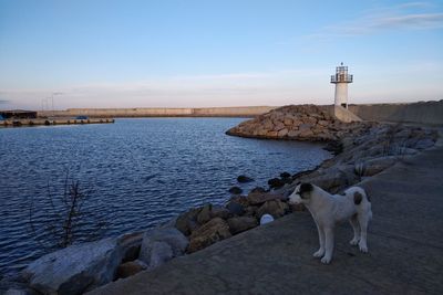 Dog on rock by sea against sky