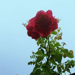 Low angle view of pink flowers against clear sky