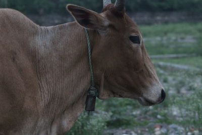 Close-up of cow wearing bell on field