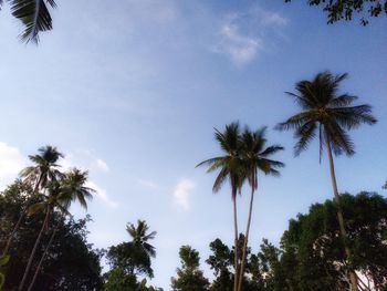 Low angle view of palm trees against sky