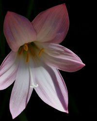 Close-up of flower blooming against black background