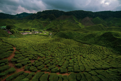 Cameron highland, pahang, malaysia tea plantation during cloudy day