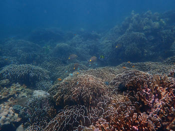 Aerial view of sea