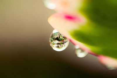 Close-up of flowering plant against blurred background