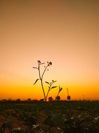 Silhouette plant on field against sky during sunset