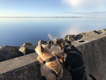 View of dog by sea against sky