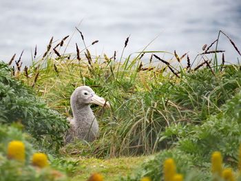 Close-up of sheep on field against sky