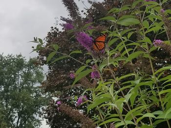 Close-up of butterfly pollinating on purple flower