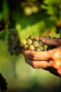 Close-up of hand holding fruit