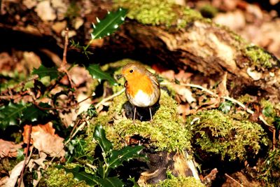 Close-up of bird perching on a field