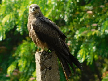 Close-up of bird perching on branch