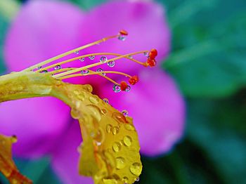 Close-up of raindrops on purple flower