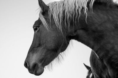 Close-up of horse against white background