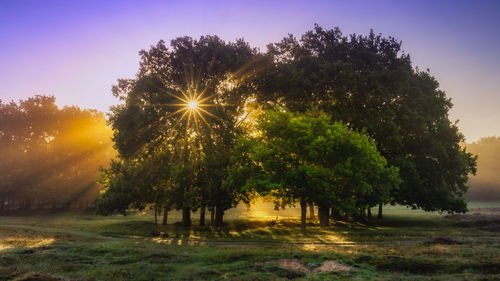 Sunlight streaming through trees on field against sky during sunset