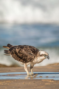 Close-up of seagull on beach