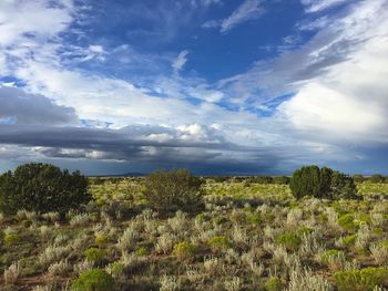 Scenic view of trees against sky