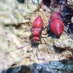 Close-up of insect