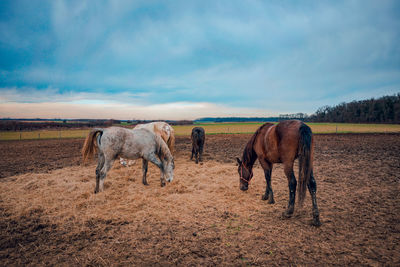 Horses in a field