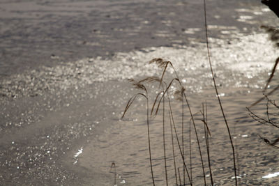 Plants on beach