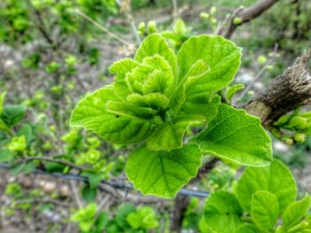 Close-up of green leaves