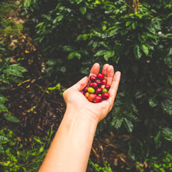 Close-up of hand holding berries