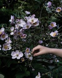 Close-up of flowers