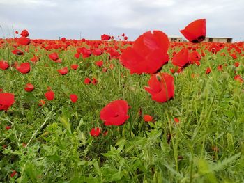 Red poppy flowers growing on field