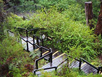 Staircase in forest