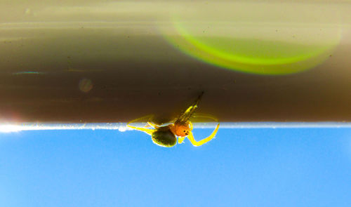 Close-up of spider on web