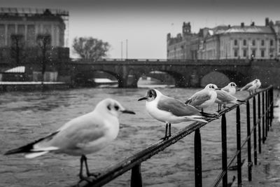 Seagulls perching on railing
