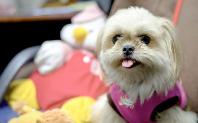 Close-up portrait of dog