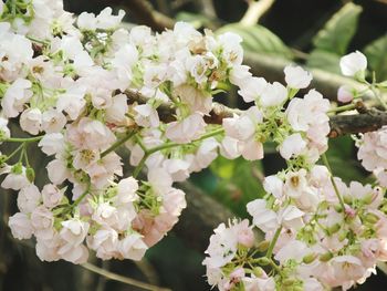 Close-up of white flowers