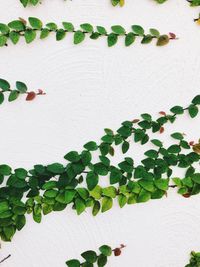 High angle view of leaves on white wall