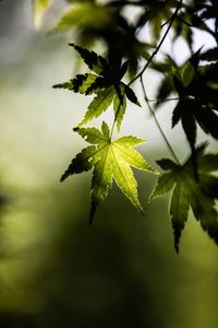 Close-up of leaves on plant