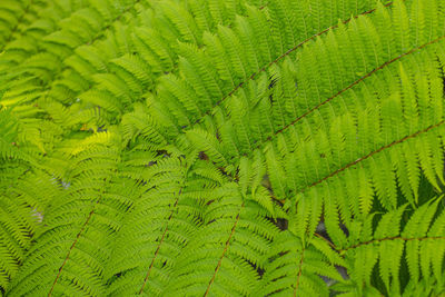 Fern leaves beautiful pattern nature background. tropical green leaf texture.