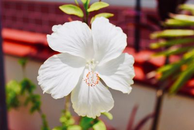 Close-up of white hibiscus flower