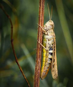 Close-up of insect on twig