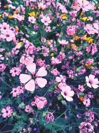 High angle view of pink flowering plants on field