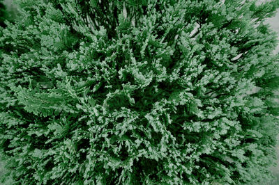 Full frame shot of plants